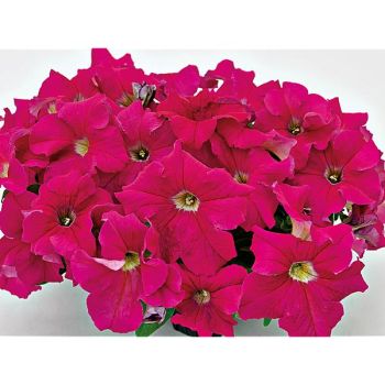 PÉTUNIA grandiflora F1 SUCCESS !® 360° ROSE FONCÉ