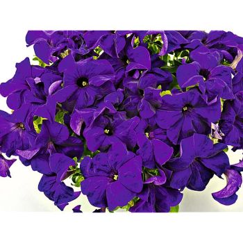PÉTUNIA grandiflora F1 SUCCESS !® 360° BLEU FONCÉ