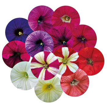 PÉTUNIA grandiflora F1 SUCCESS !® 360° MÉLANGE 2