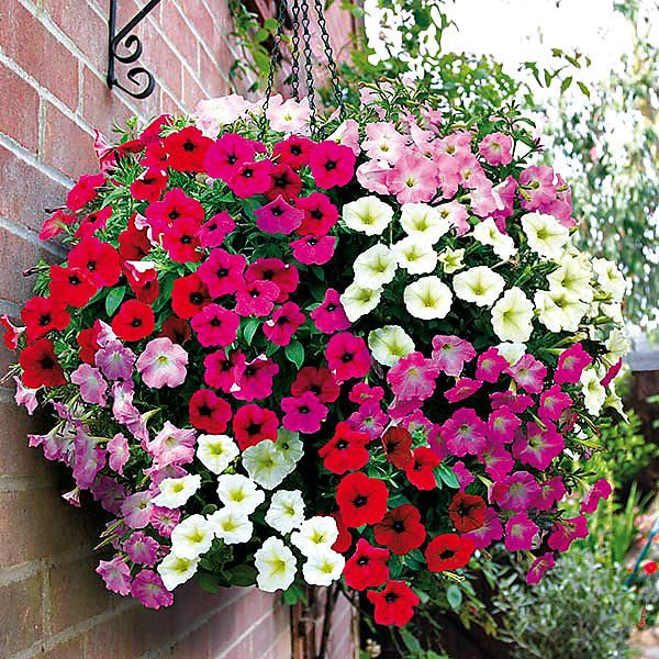 PÉTUNIA multiflora cascade F1 RAPIDE® F1 MÉLANGE de COLORIS