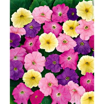 PÉTUNIA multiflora cascade F1 RAPIDE® VARIÉ 2