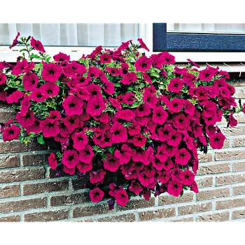 PÉTUNIA cascade GRANDIFLORA F1 DIAMOND PURPLE