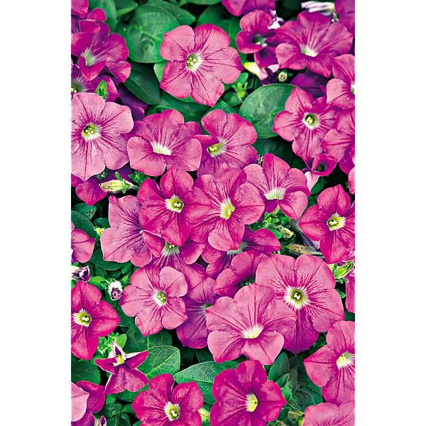 PÉTUNIA cascade GRANDIFLORA F1 DIAMOND ROSE VEIN
