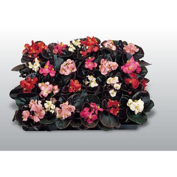 BÉGONIA gracilis F1 COCKTAIL MIX
