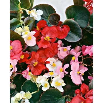 BÉGONIA gracilis F1 COCKTAIL MIX 2