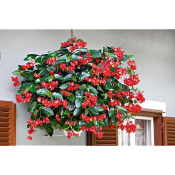 BÉGONIA x hybrida F1 DRAGON WING MIX