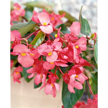 BÉGONIA x hybrida F1 DRAGON WING MIX 2