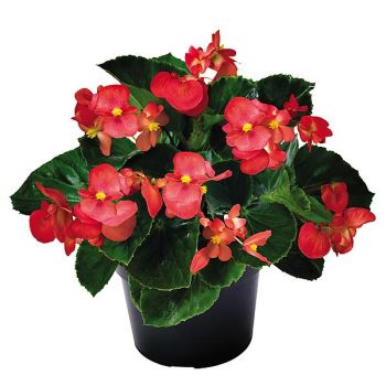 BÉGONIA benariensis F1 BIG DELUXXE ROUGE à feuillage vert 2