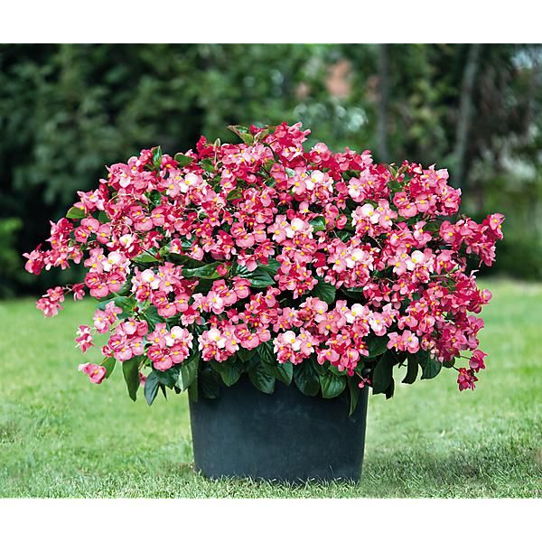 BÉGONIA benariensis F1 BIG DELUXXE ROSE à feuillage vert