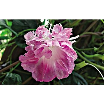 IPOMÉE nil SPLIT SECOND DOUBLE ROSE