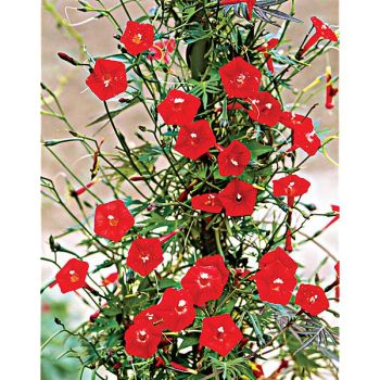 IPOMÉE pennata RED ou quamoclit