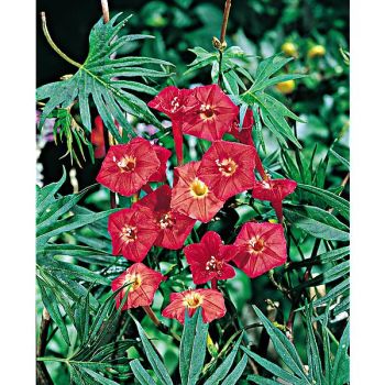 IPOMÉE pennata RED ou quamoclit 2