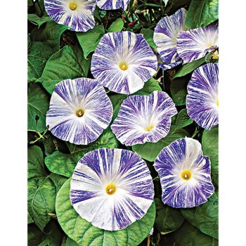 IPOMÉE FLYING SAUCERS