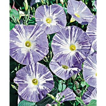 IPOMÉE FLYING SAUCERS 2