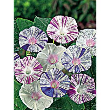 IPOMÉE CARNAVAL de VENISE