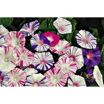 IPOMÉE CARNAVAL de VENISE 2