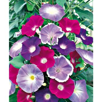 IPOMÉE MORNING CALL MIX