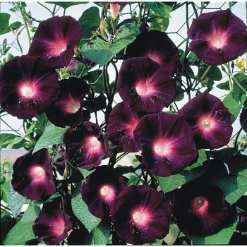 IPOMÉE KNOWLIAN'S BLACK