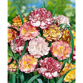 ŒILLET CHABAUD IMPERIAL MIX