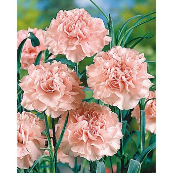 ŒILLET CHABAUD LA FRANCE