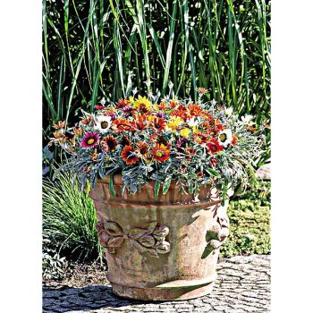 GAZANIA F1 TALENT® MIX 2