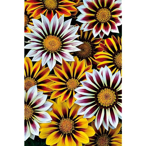 GAZANIA F1 NEW DAY® TIGER MIX
