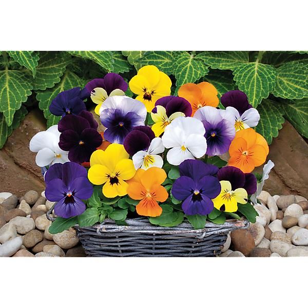 VIOLA CORNUTA F1 SORBET XP MIX