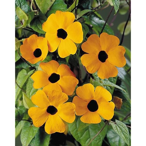 THUNBERGIA (Suzanne aux yeux noirs) alata ORANGE