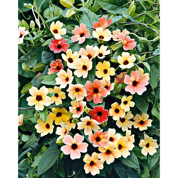 THUNBERGIA (Suzanne aux yeux noirs) BLUSHING SUZIE