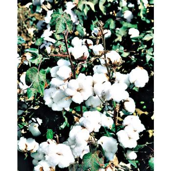 COTON HERBACEUM (gossypium) 2