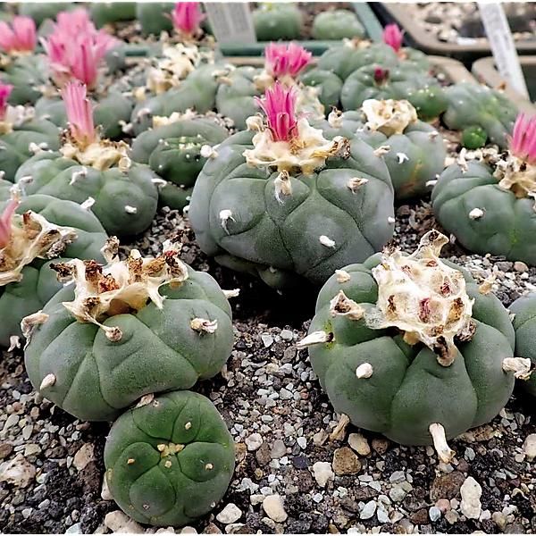 PEYOTE ou PEYOTL (lophophora williamsii)