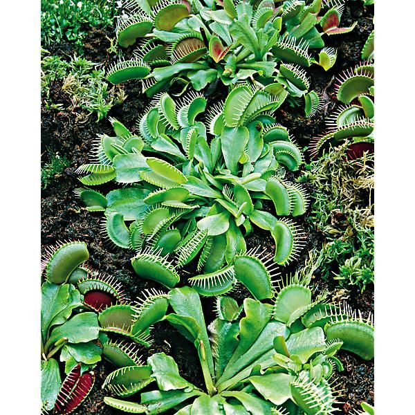 PLANTE CARNIVORE ou DIONAEA MUSCIPULA