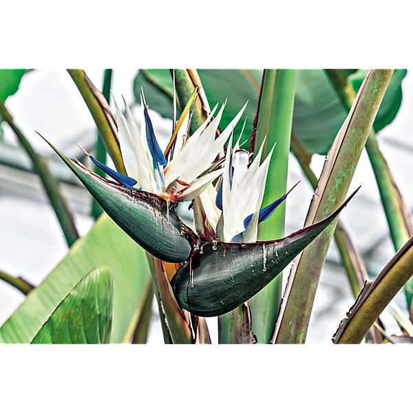 STRELITZIA dit oiseau du paradis NICOLAI