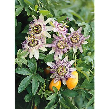 PASSIFLORE ou FLEUR de la PASSION COERULA 2