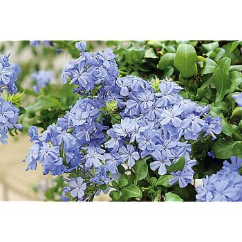 DENTELAIRE du CAP (plumbago auriculata)