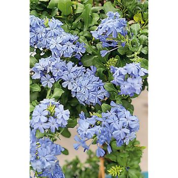 DENTELAIRE du CAP (plumbago auriculata) 2