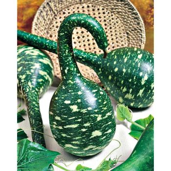 LAGENARIA COBRA ou SPECKLED SWAN