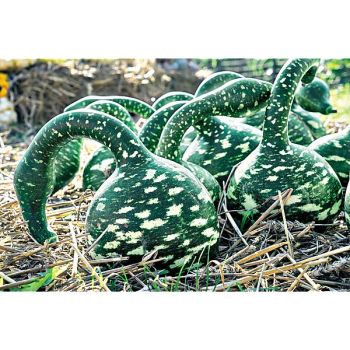 LAGENARIA COBRA ou SPECKLED SWAN 2