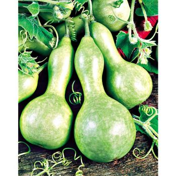 LAGENARIA BIRDHOUSE ou PÈLERINE