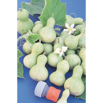 CALEBASSE MINI BOUTEILLE