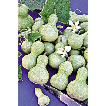 CALEBASSE MINI BOUTEILLE 2