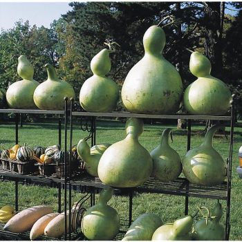 CALEBASSE BOUTEILLE GÉANTE