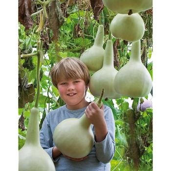 CALEBASSE BOUTEILLE GÉANTE 2