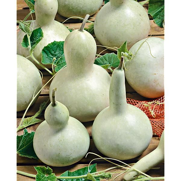 CALEBASSE BOUTEILLE BLANCHE