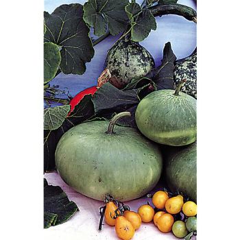 LAGENARIA PLATE de CORSE