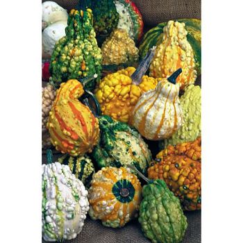 COLOQUINTE GALEUSE en MÉLANGE