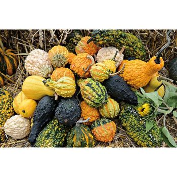 COLOQUINTE GALEUSE en MÉLANGE 2