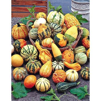 COLOQUINTE à PETITS FRUITS