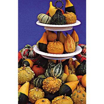 COLOQUINTE à PETITS FRUITS 2