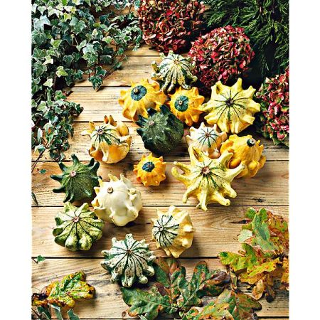 COLOQUINTE GRIFFES du DIABLE (10 commandements)